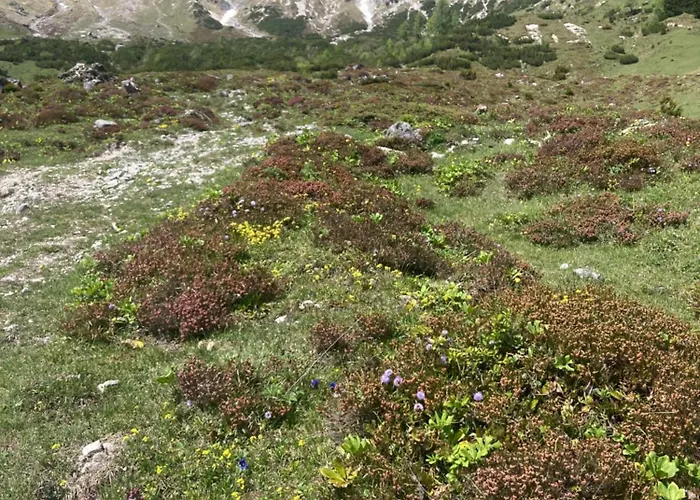 Haus Sonnwinkl 아파트 *